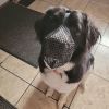 Pet Muzzle Mask Soft Mesh Muzzle Adjustable Dog Mouth Cover with Breathable Mesh Adjustable Neck Forehead Strap